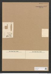 Diatomeae indet. Zeichnungen Sammlung Grunow Nr. 5137 (NHMW-BOT-W0373448)